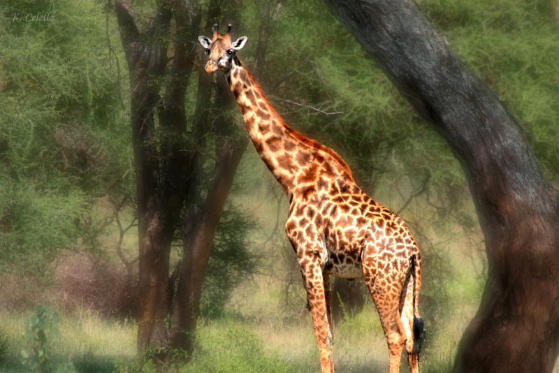 Tree Framed Giraffe