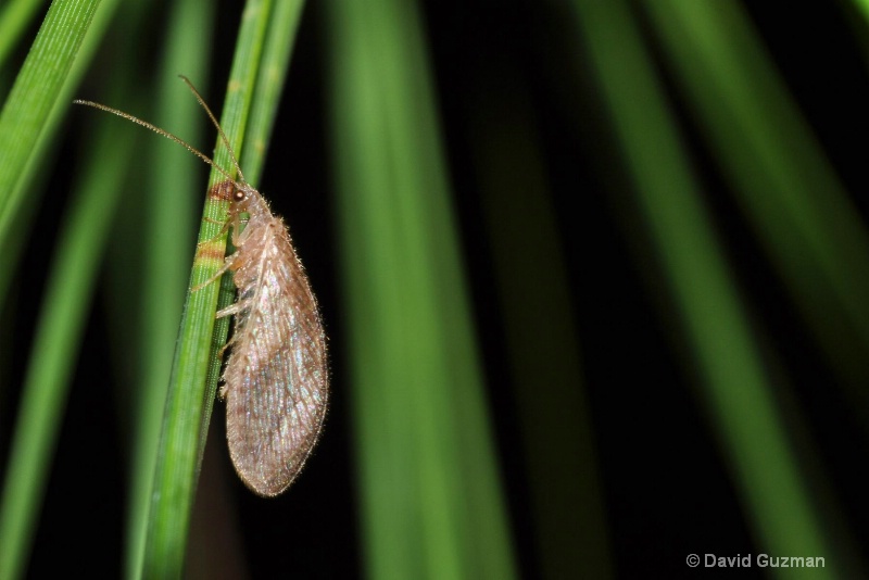 lacewing on a branch