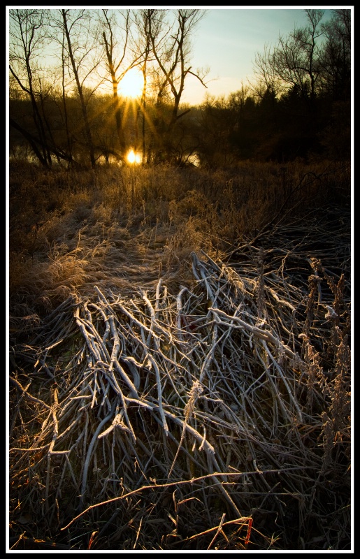 twigs
