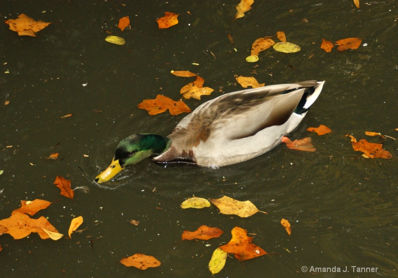 Mallard 