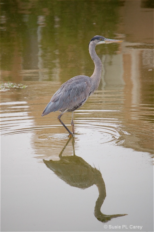 Great Blue Heron & Reflection - ID: 9428768 © Susie P. Carey