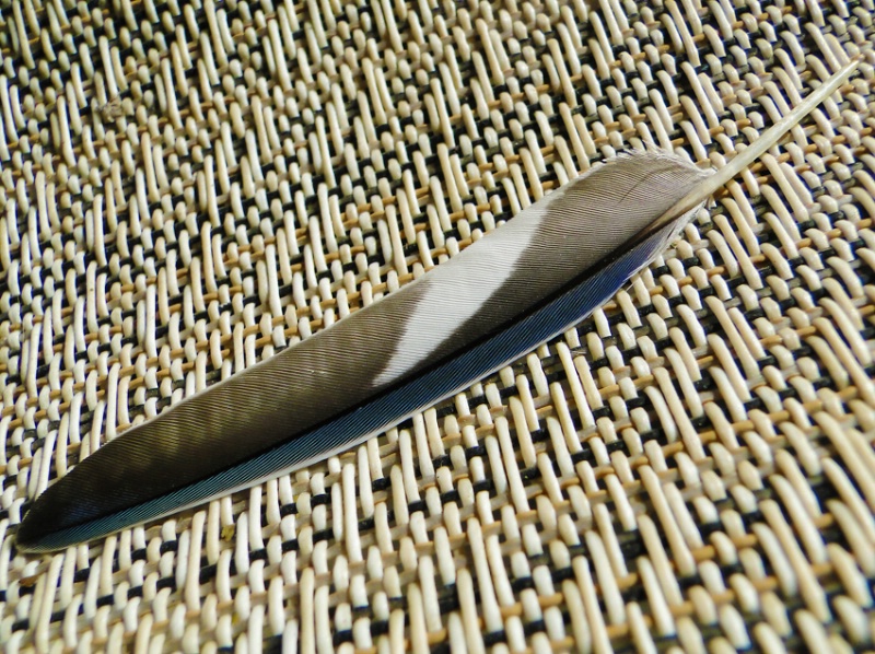 deTail Feather