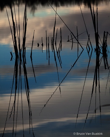 Bosque del Apache