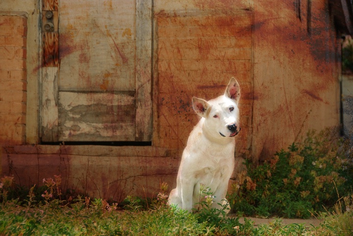 Guard Dog - ID: 9431806 © Sherry Karr Adkins