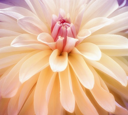 A Creamy Dahlia