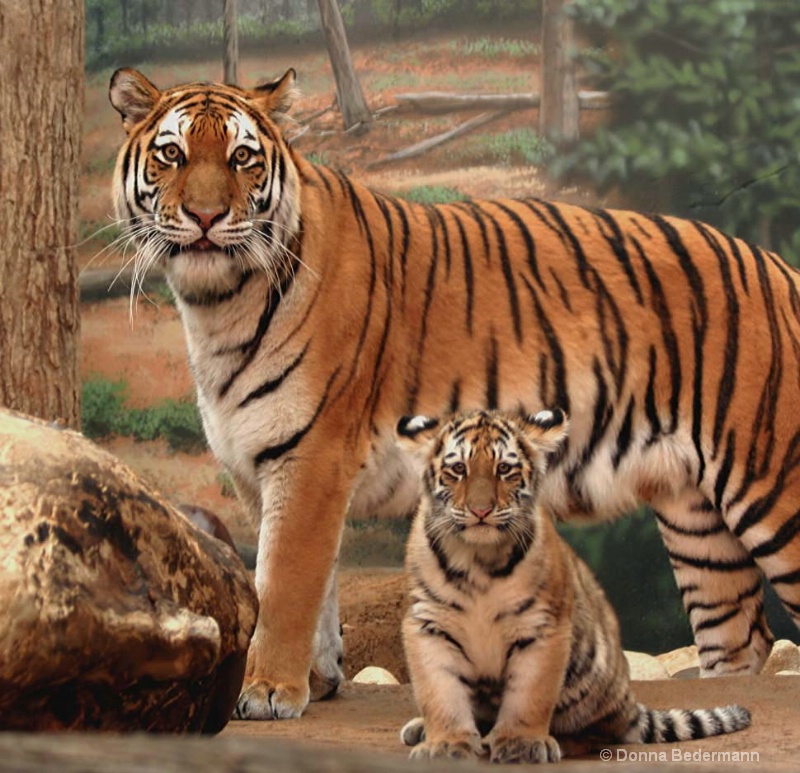 Amur Tiger with Cub