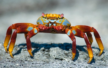 crab