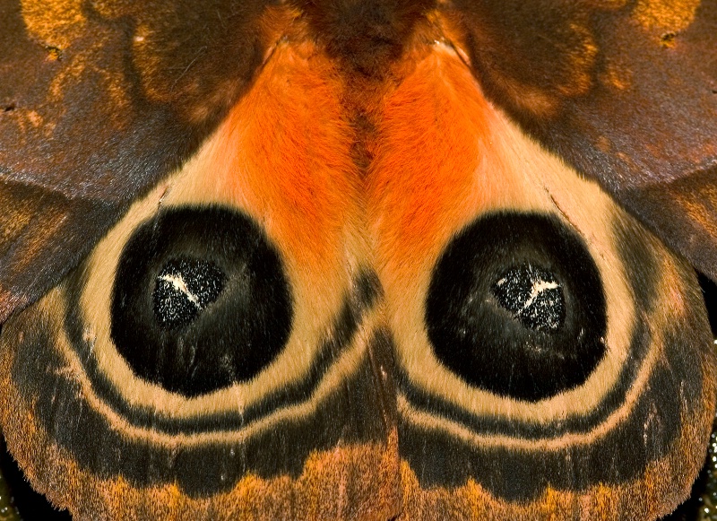 img8