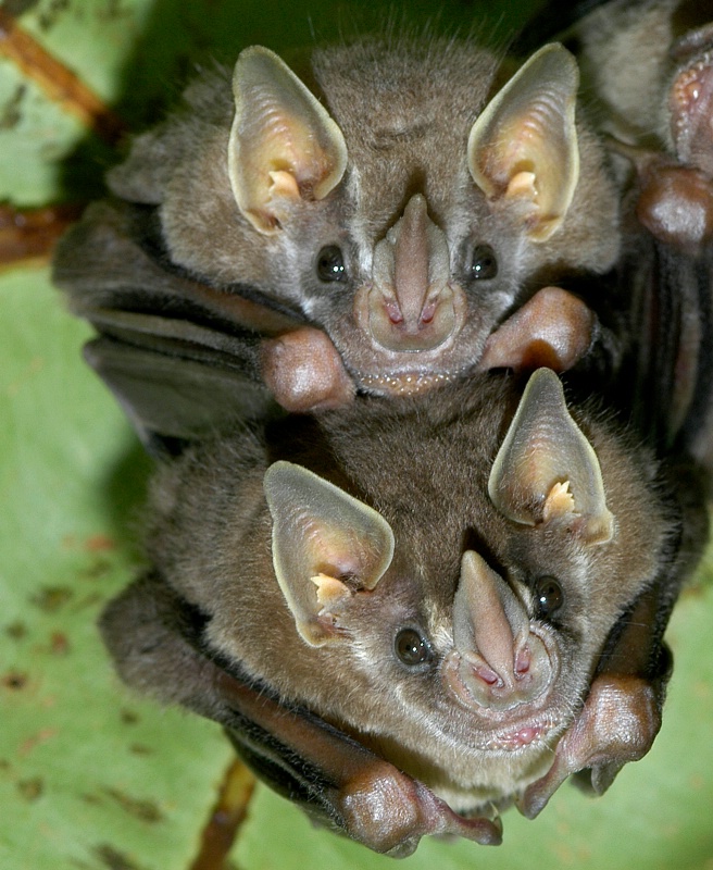 tent-making bats