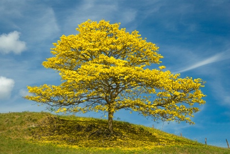 yellow tree