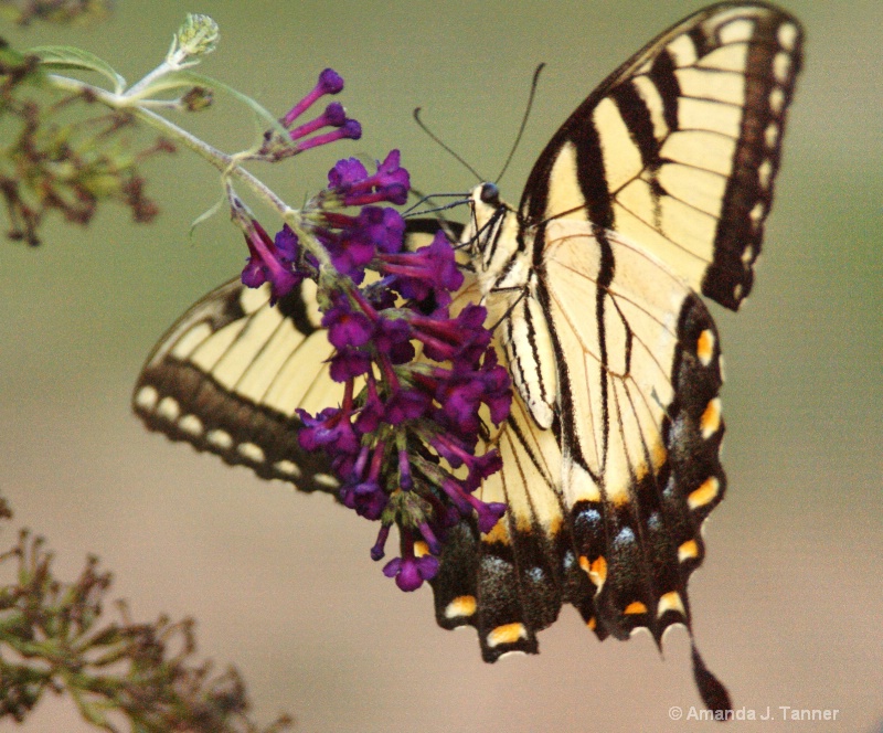 Swallowtail Beauty 