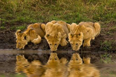 Lion Cub Reflection