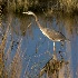 © Elliot Barnathan PhotoID# 9443695: Bombay Hook Blue Heron 3