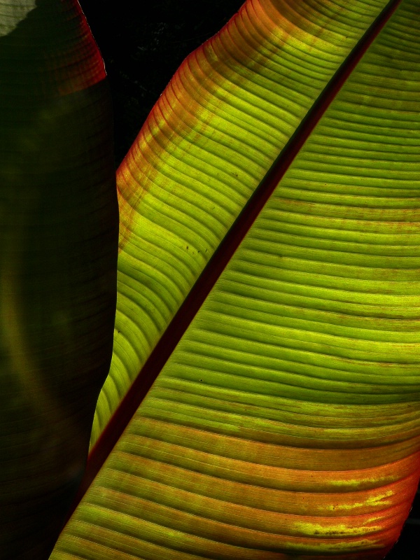 Banana leaf Gamble Garden