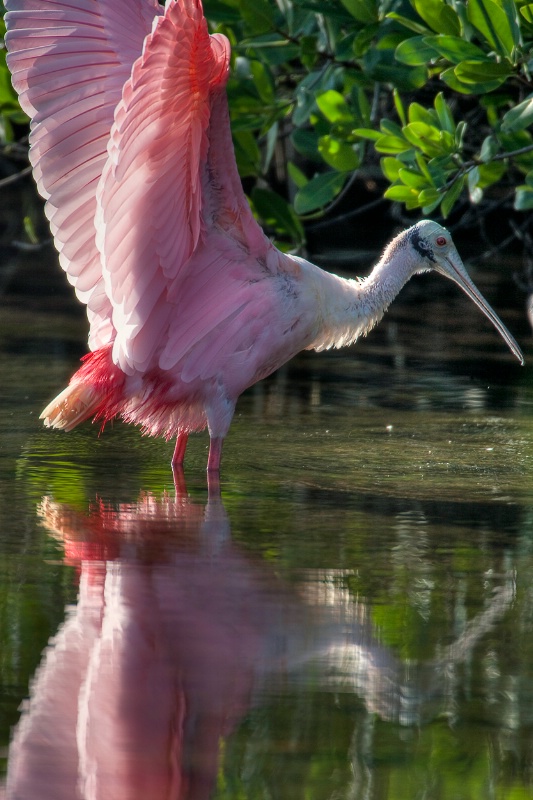 Pretty in Pink - ID: 9444433 © Michael Wehrman