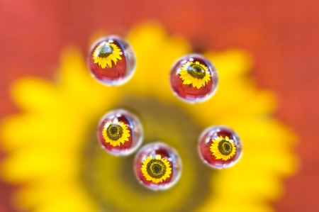  flower drops 