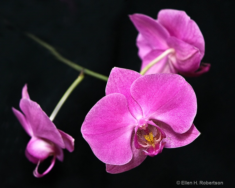 purple orchid 