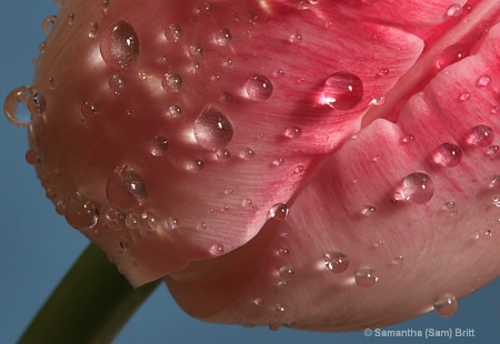 Dressed in Water Droplets