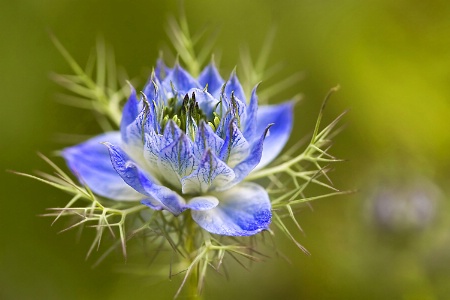 Love-in-a Mist