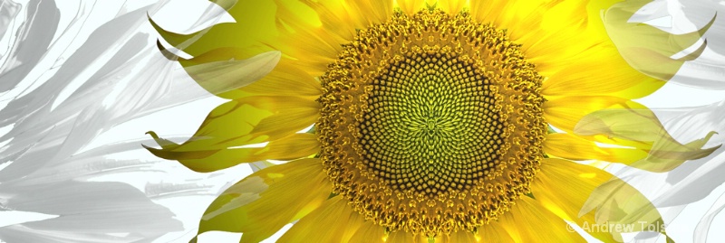 Sunflower Central