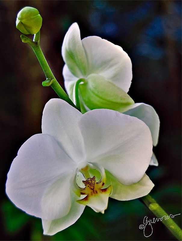white orchid 1