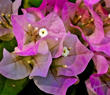 pink bouganvillea