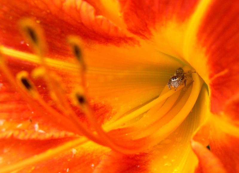 Spider In Lilly