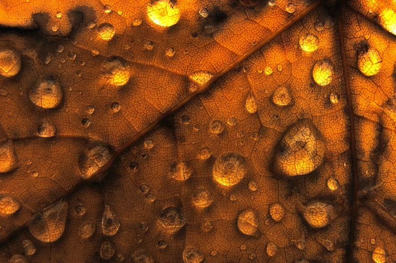 Water Drops on Leaf