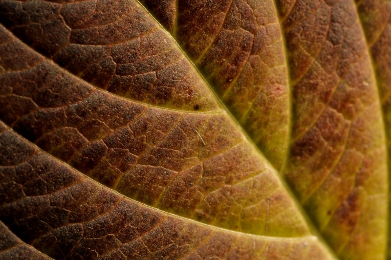 Leaf Close-up Topside