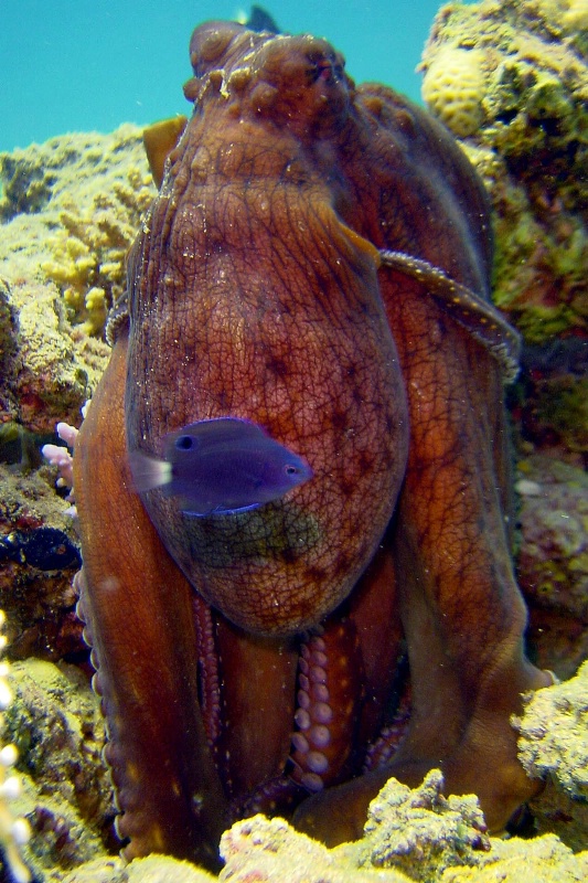 Octopus, Sharm El-Sheikh