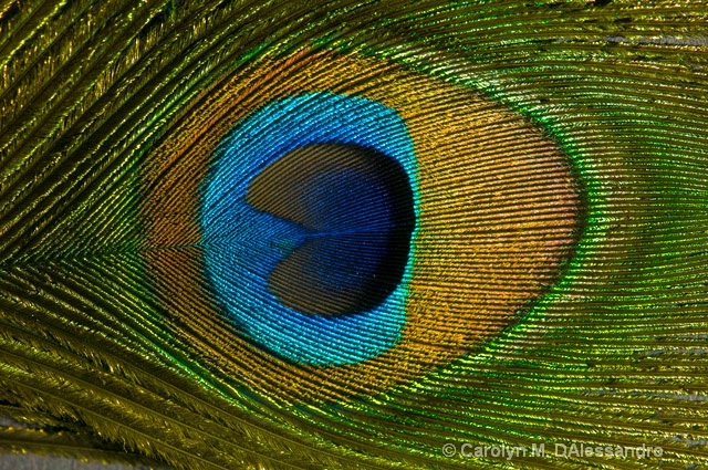 Eye of the peacock