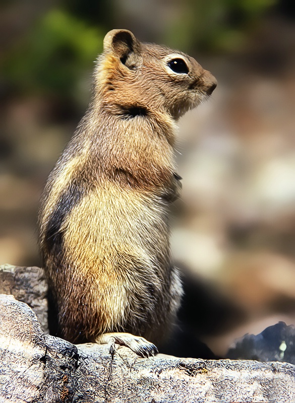 Two Acorns to Go, Please