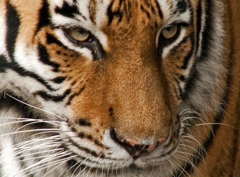 hello tiger! - ID: 9467984 © Birthe Gawinski