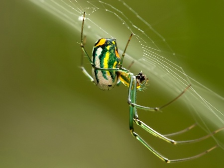 Spiders every where