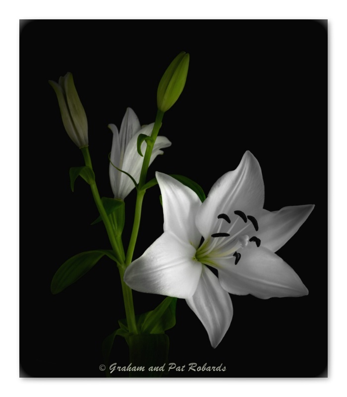 LIly  Of Marlene