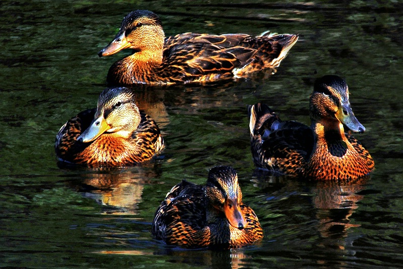 A Bunch of Quackers