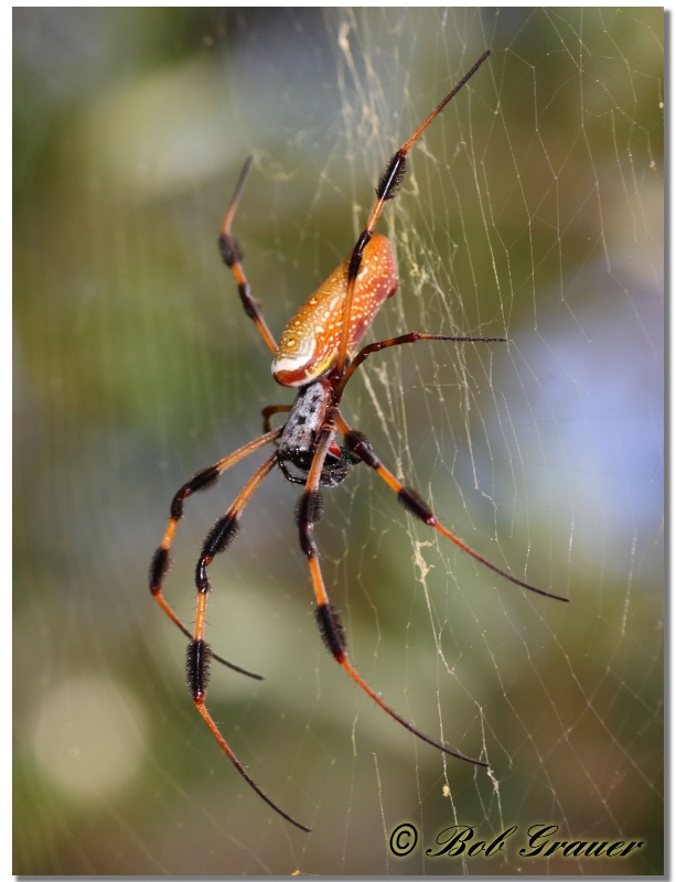 Golden Silk Spider #5