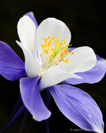 The Photo Contest 2nd Place Winner - Columbine 