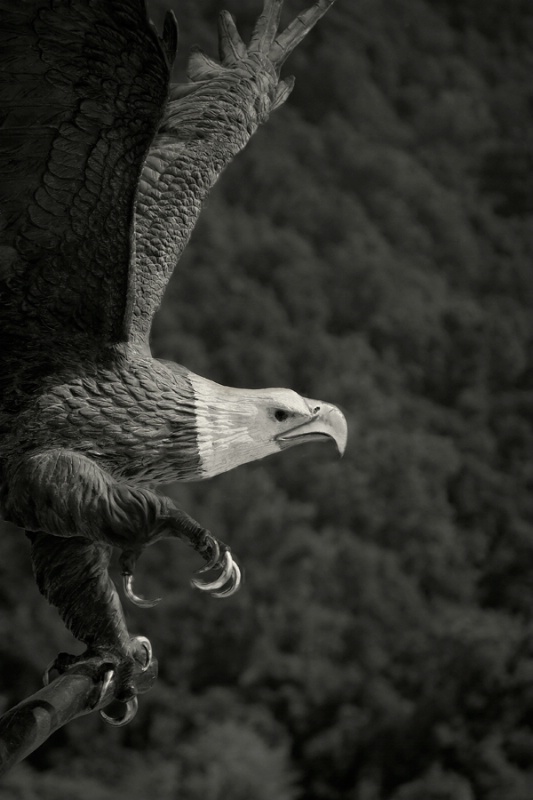  Soaring - ID: 9471036 © John Singleton