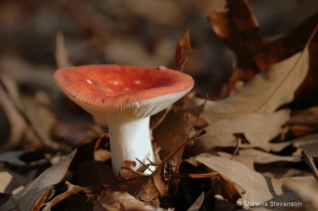 Toadstool