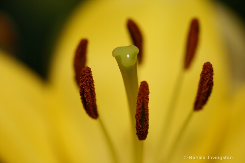 Yellow Lily - ID: 9472833 © Ron Livingston