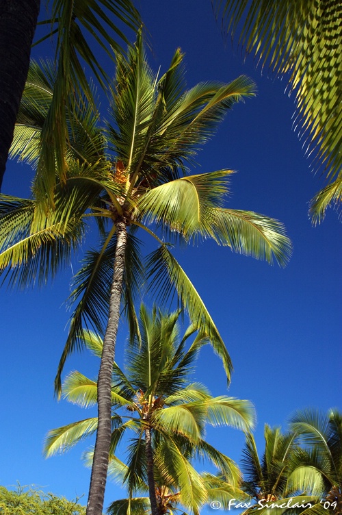 Honaunau Palms  - ID: 9472973 © Fax Sinclair