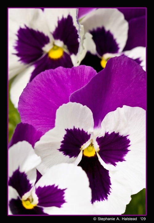 Pansies in a Row