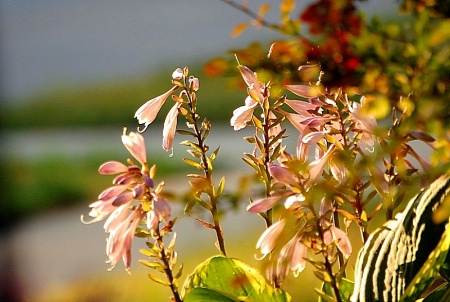 Blooming Hosta