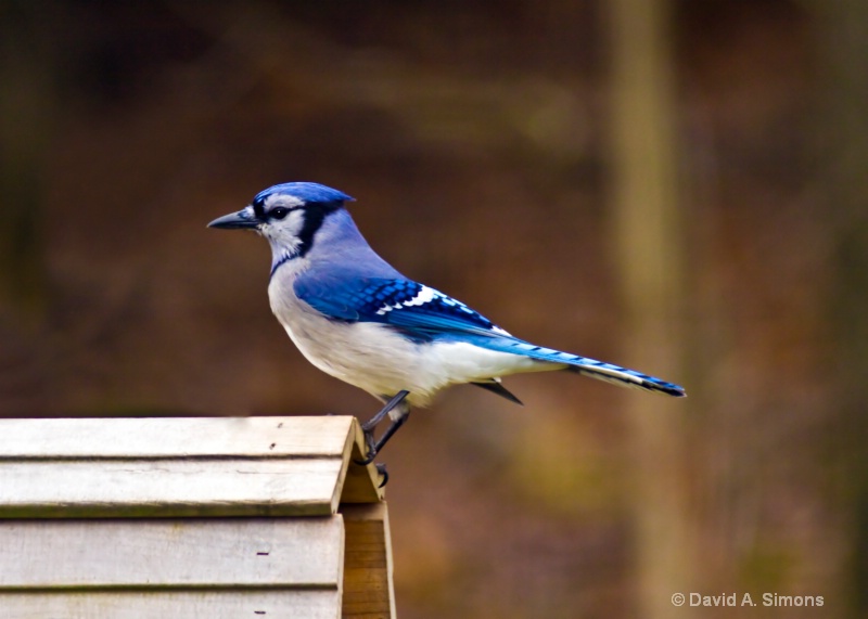 Blue Jay