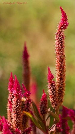 Towering Celosia