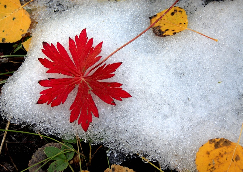 Snow Leaf