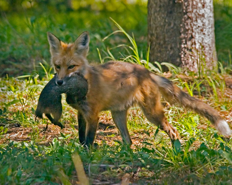 Fox with ground squirrel.