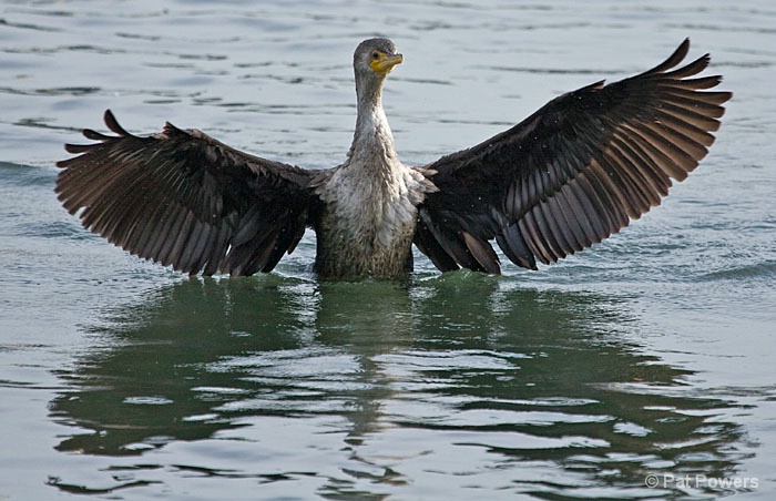 Cormorant - ID: 9477218 © Pat Powers