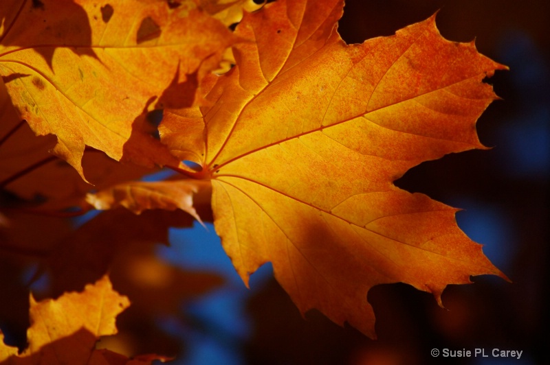 Autumn Leaf Details - ID: 9478339 © Susie P. Carey